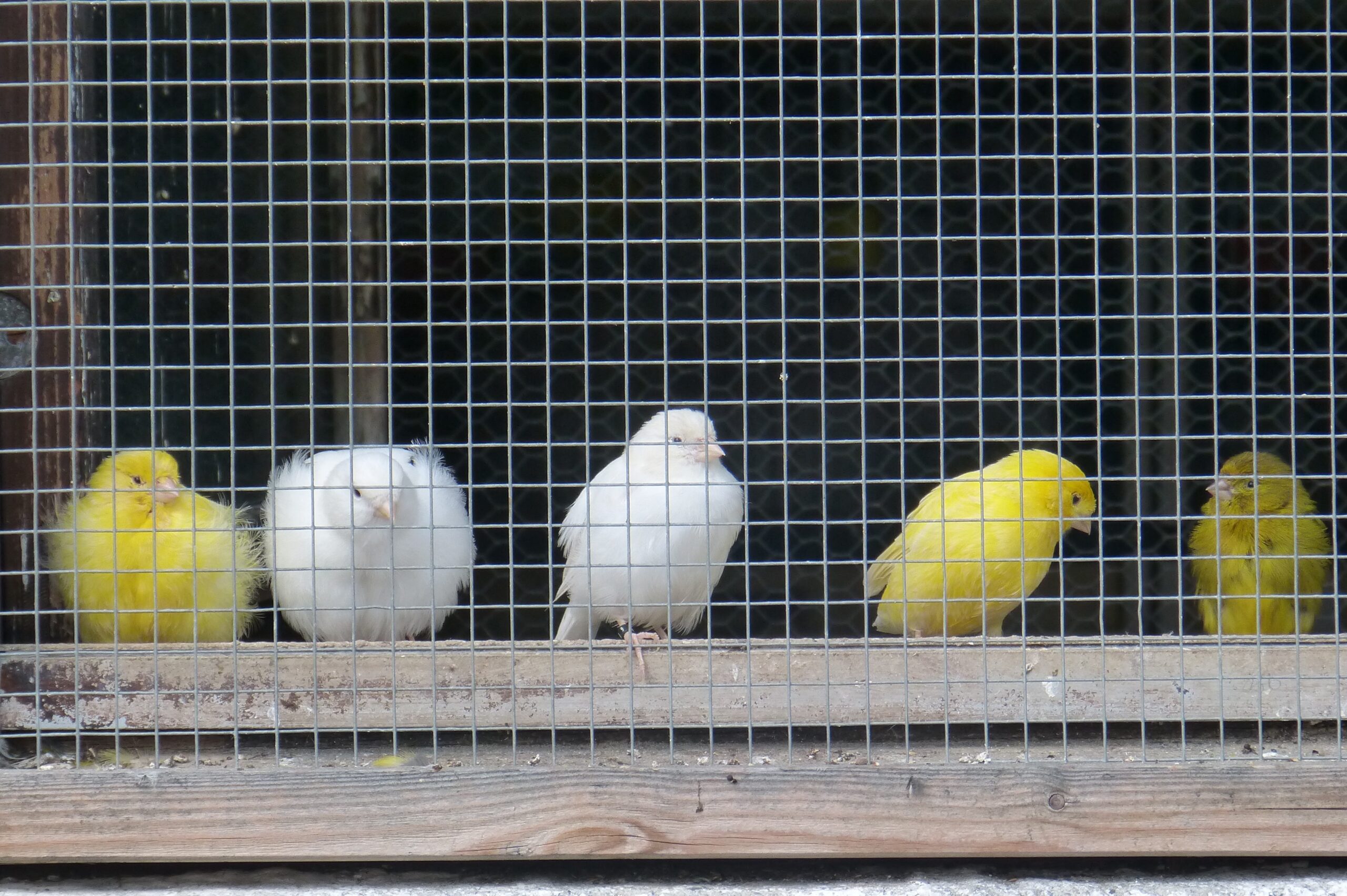 New Bill Introduced to Prohibit the Sale of Birds in Retail Pet Stores