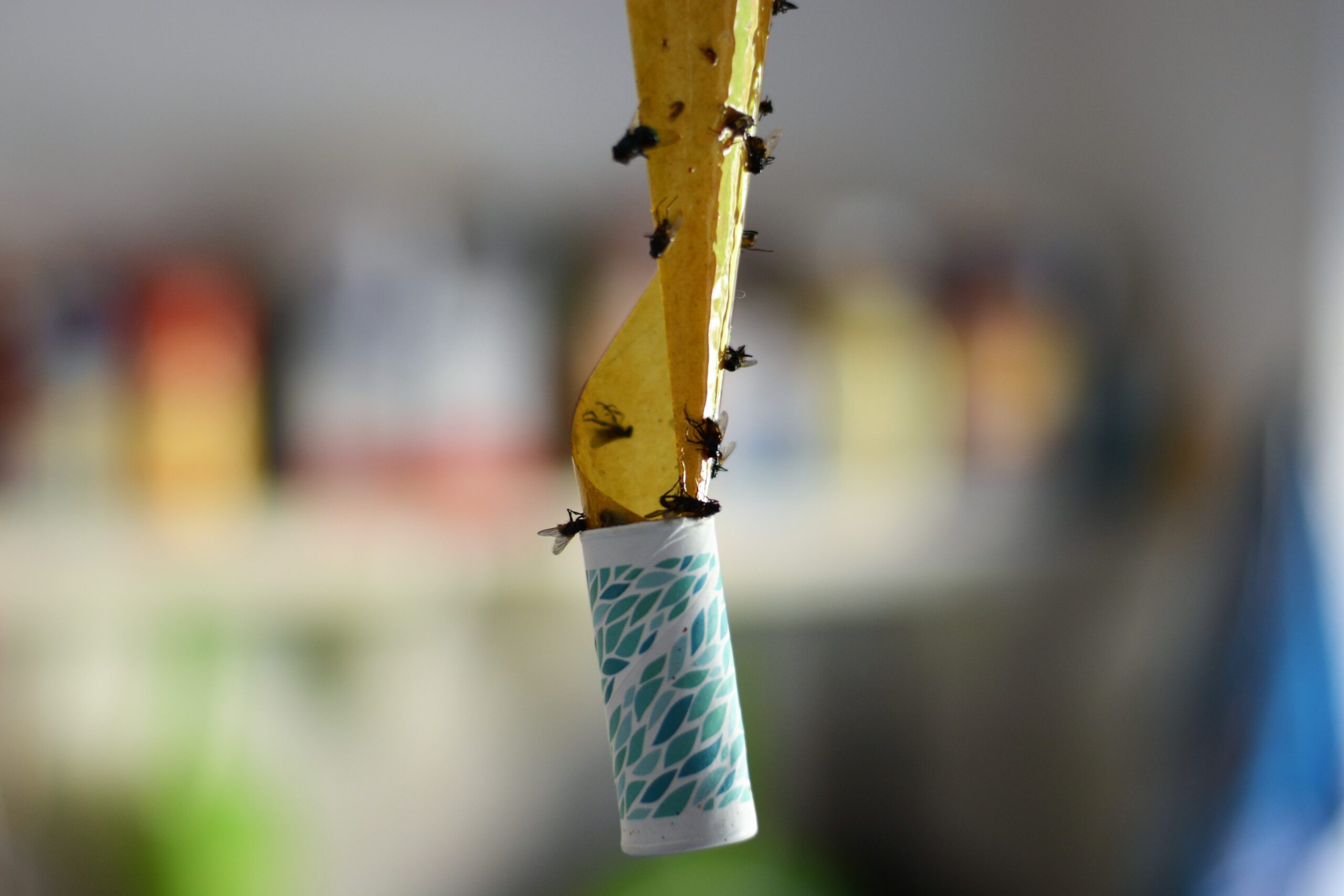 Bill Approved for Prohibiting Glue Traps
