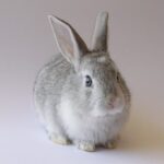 Protecting Research Animals