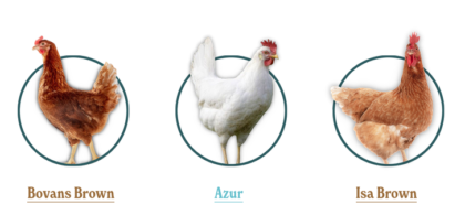 Westwind Poultry Farms