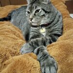 Cat Tail Jitters