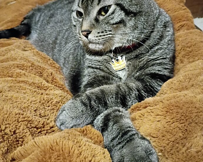 Cat Tail Jitters