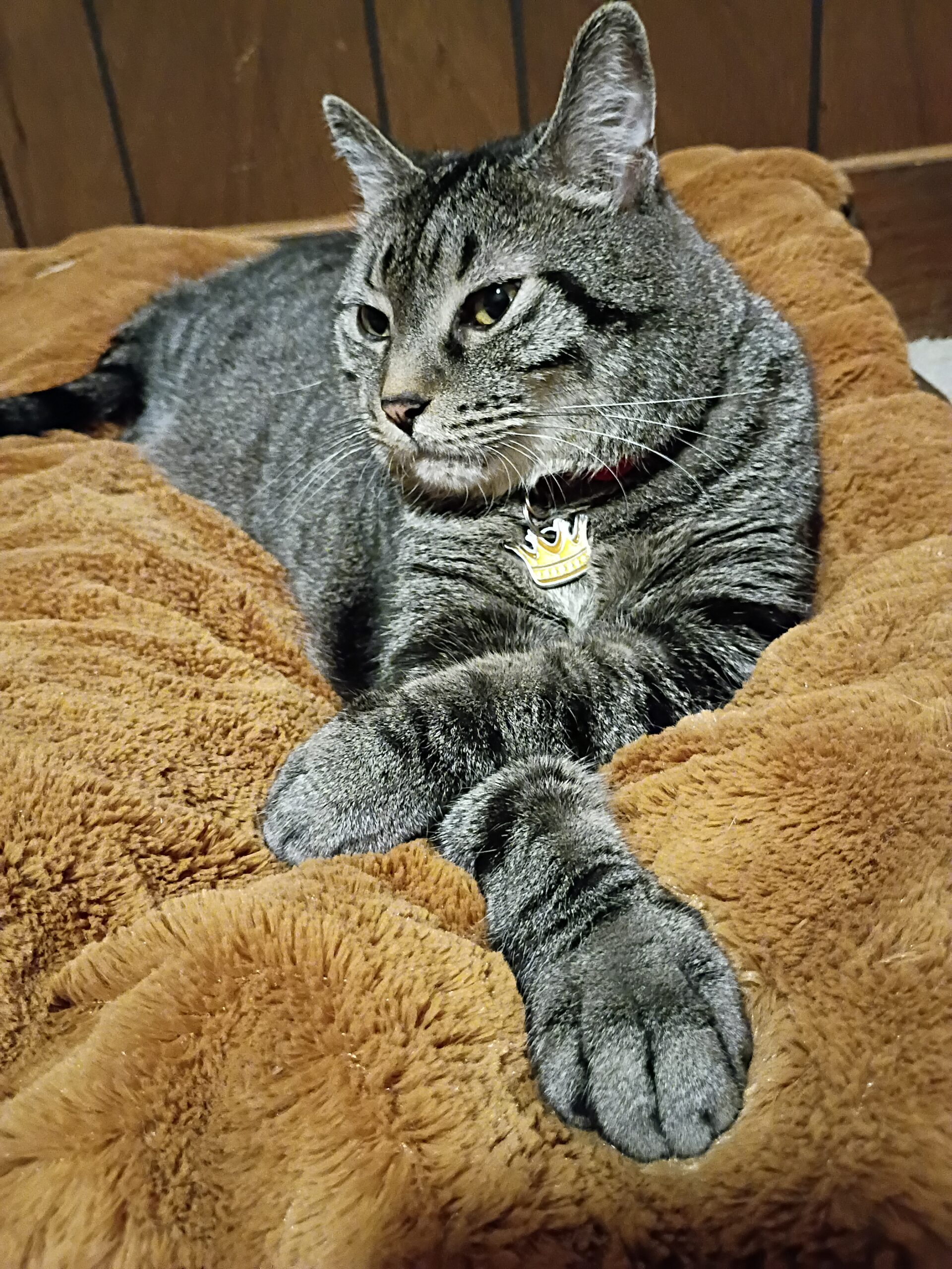 Cat Tail Jitters