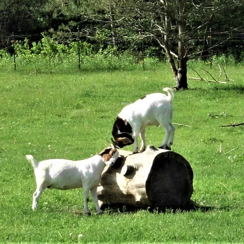 Mounts+Creek+Farm