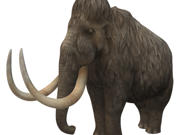 woolly mammoth