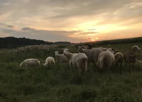 sheep2
