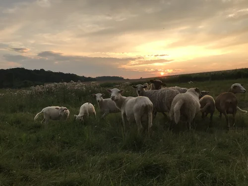 sheep2