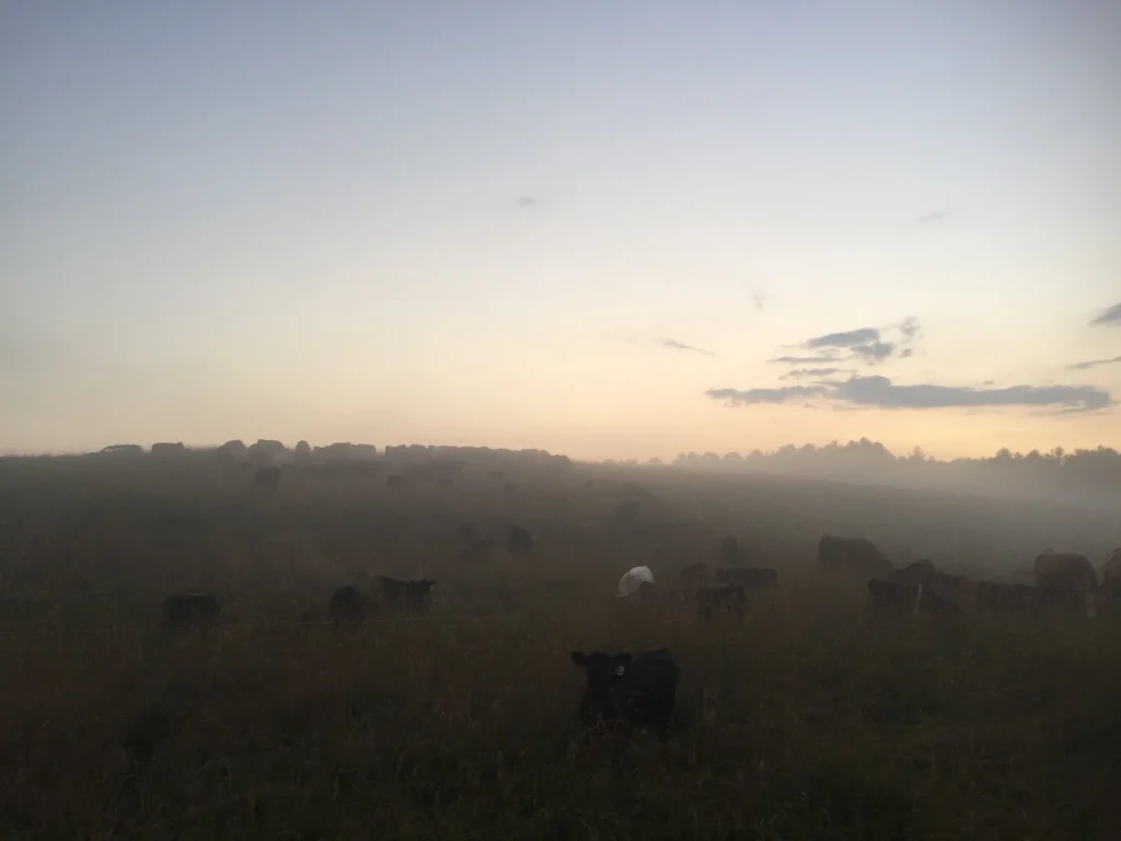 #beautifullybovine