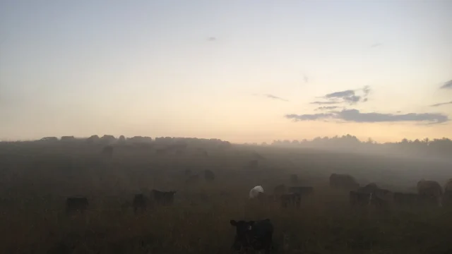 #beautifullybovine