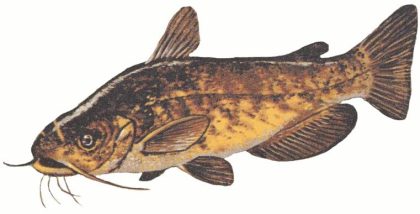 brown_bullhead_ameiurus_nebulosus